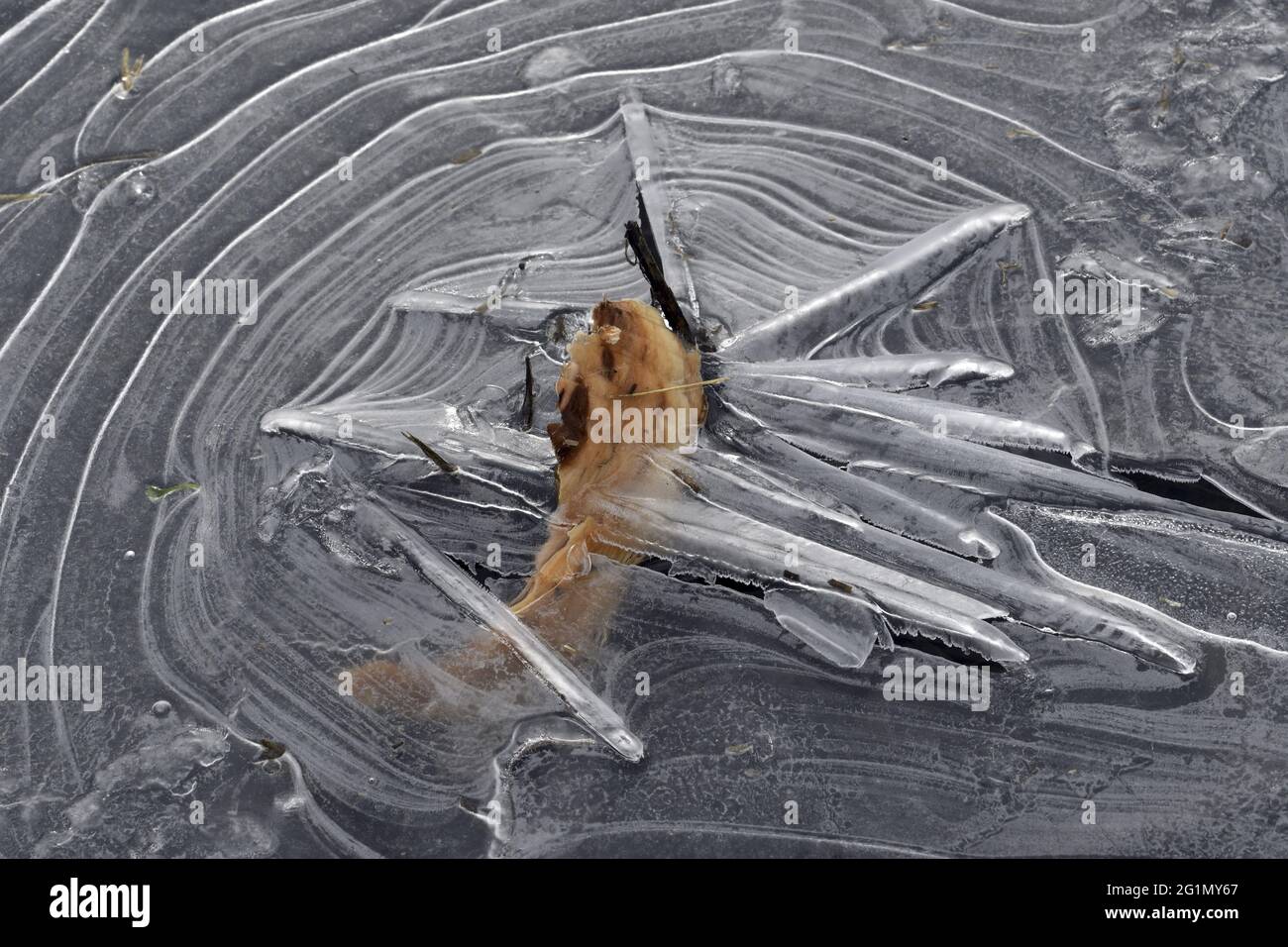 Frankreich, Doubs, Castor d'Europe (Castor-Faser), nagter Baum, Weide, Chip, Eis, Winter Stockfoto