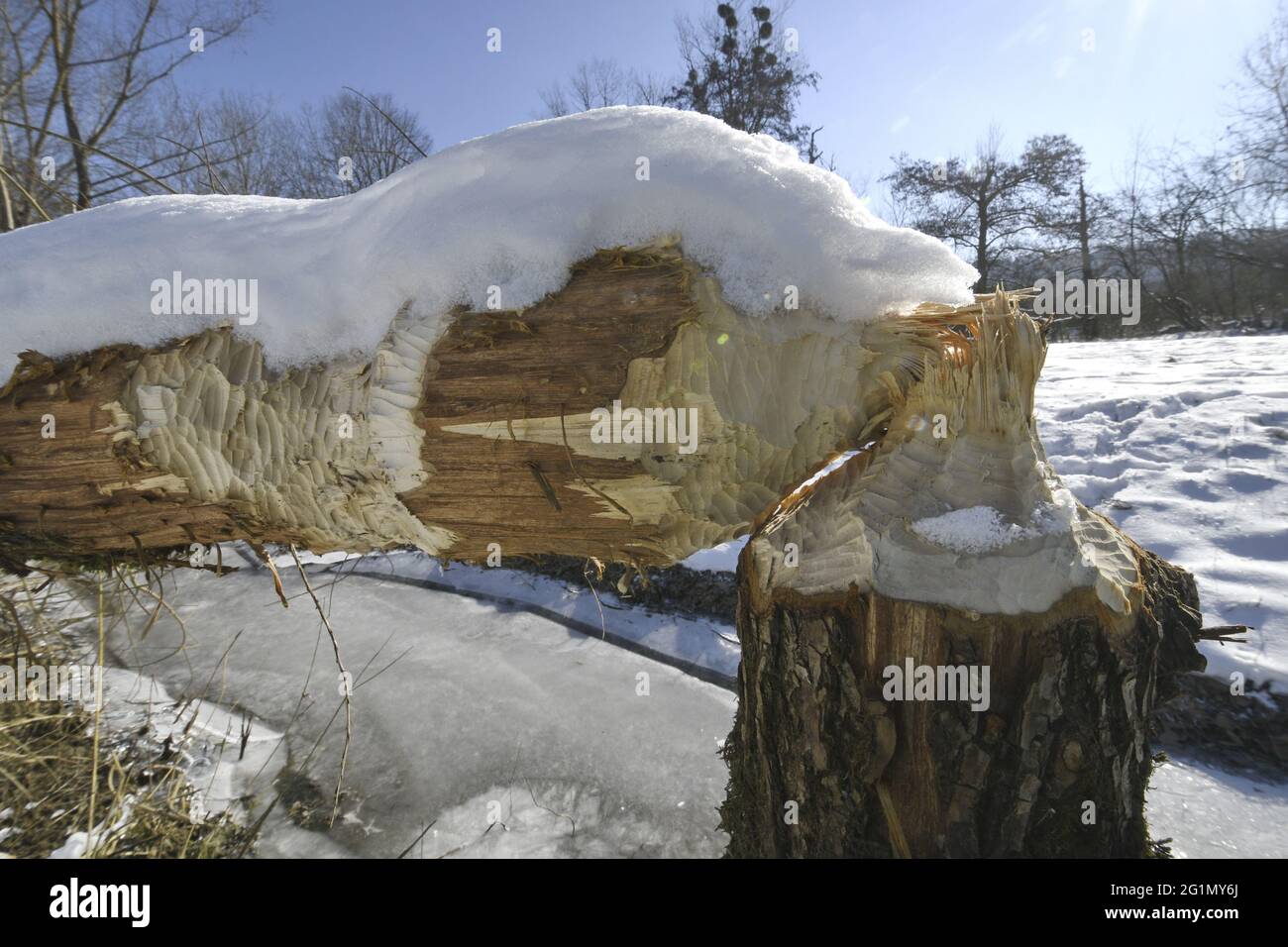 Frankreich, Doubs, Castor d'Europe (Castor-Faser), nagter Baum, Weide, Winter, Eis Stockfoto