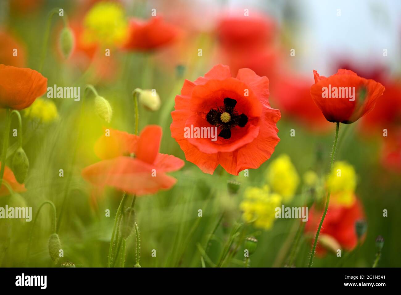 Ravensburg, Deutschland. Juni 2021. Am Rande des Pfades stehen Maismohnblumen (Papaver rhoeas). Hunderte von roten Mohnblumen säumen den Fußweg. Quelle: Felix Kästle/dpa/Alamy Live News Stockfoto