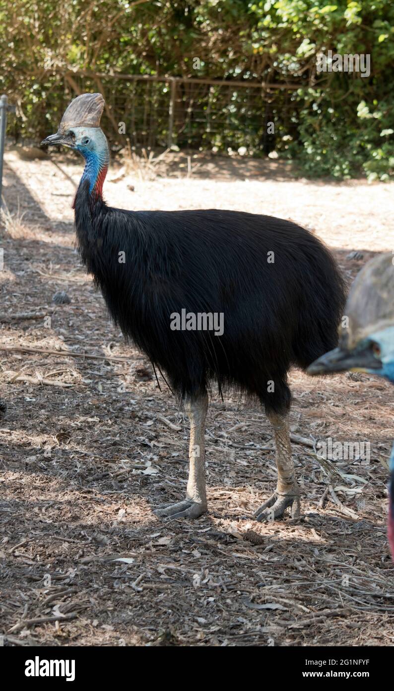 Die Soutane ist ein großer flugunloser Vogel Stockfoto