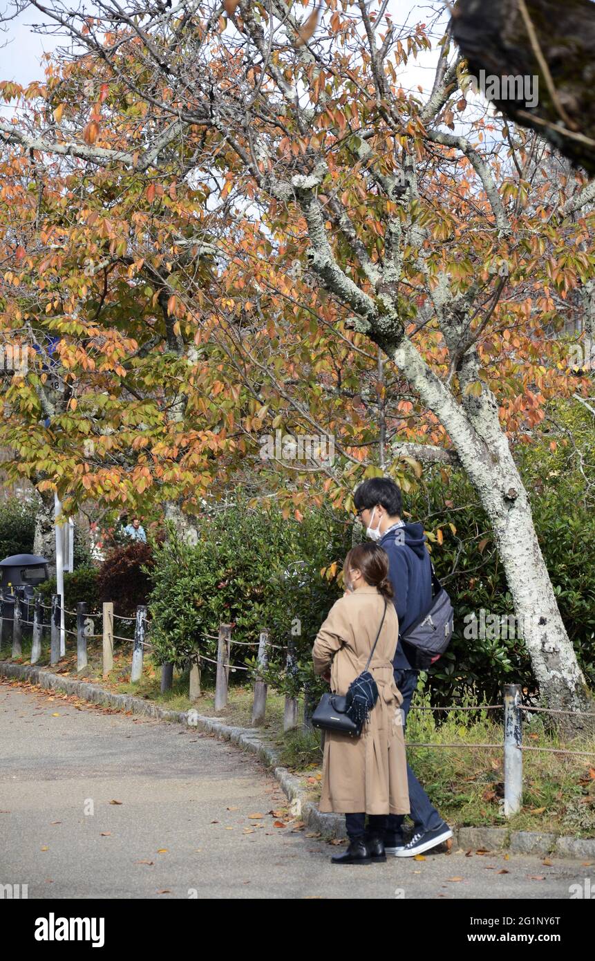 KYOTO, JAPAN - 10. Dez 2019: Kyoto, Japan- 24. Nov 2019: Touristen beobachten Herbstfarben entlang des Philosophenpfades in Kyoto. Die Route ist nach Nishid benannt Stockfoto