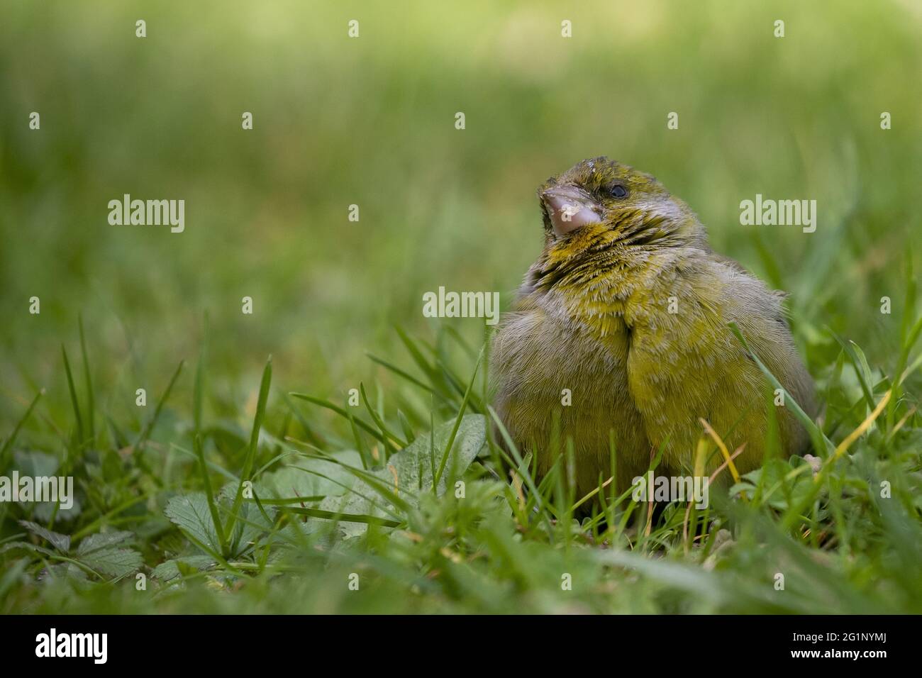 Frankreich, Bretagne, Ille et Villaine, Europäischer Verdier (Chloris chloris, früher Carduelis chloris), auf dem Boden auf einem Rasen, erreicht von einer viralen oder bakteriellen Erkrankung Stockfoto