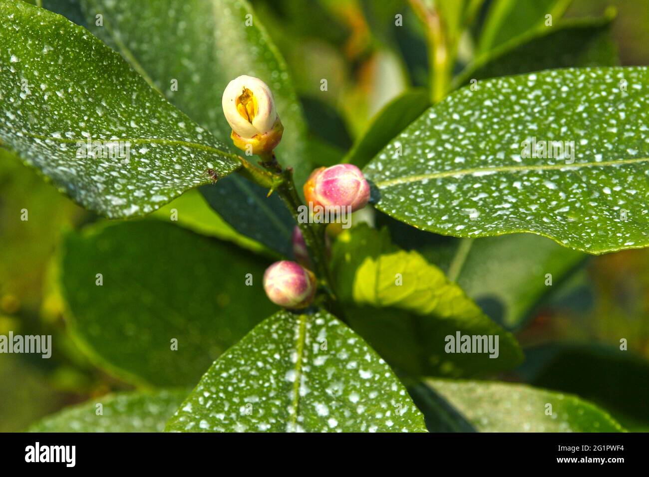 Schöne und bunte Blumen. Hintergründe und Texturen. Stockfoto