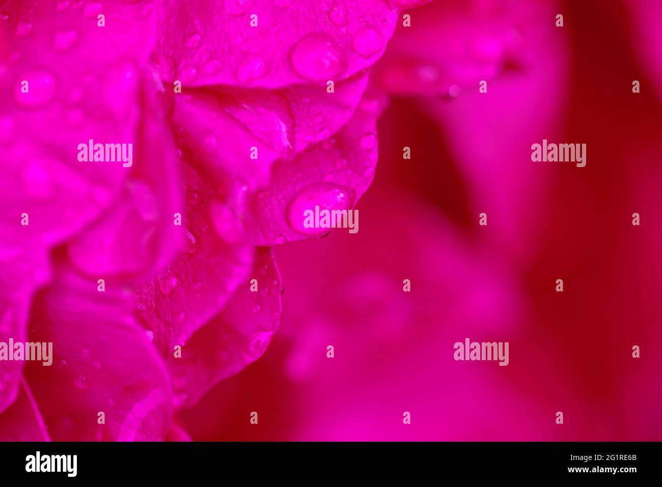 Romantisches Banner, zarte magenta-rosa Rosen-Blüten aus der Nähe. Stockfoto