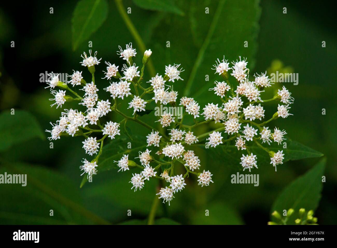 Die Blüten von White Snakeroot, einer Giftpflanze, die häufig in feuchten Wäldern im Osten Nordamerikas wächst. Bei Verzehr durch Milchkühe t Stockfoto