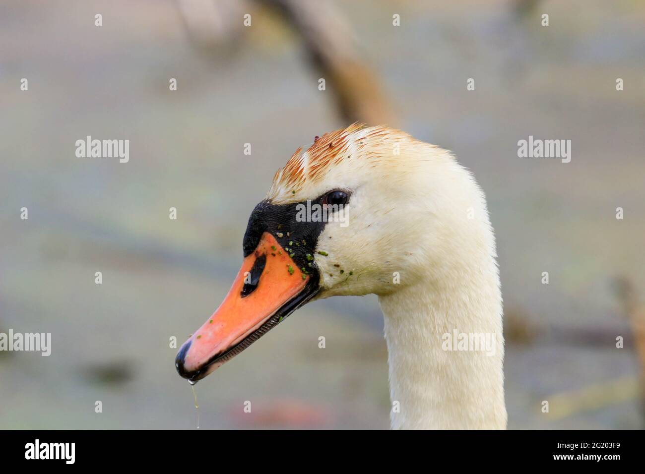 Männlicher stummer Schwan (Cygnus olor) beim Schwimmen und Nahrungssuche in der Nähe einer Herrscherbank Stockfoto