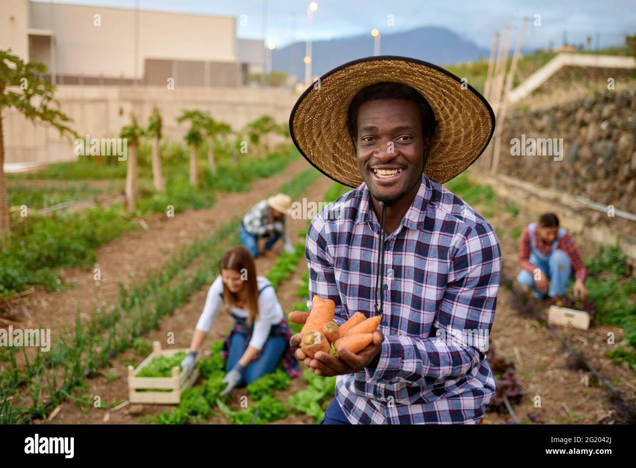 Fröhlicher afroamerikanischer Gärtner im Strohhut mit rohen Karotten, die vor der Kamera gegen nicht erkennbare multiethnische Freunde auf dem Ackerland blicken Stockfoto