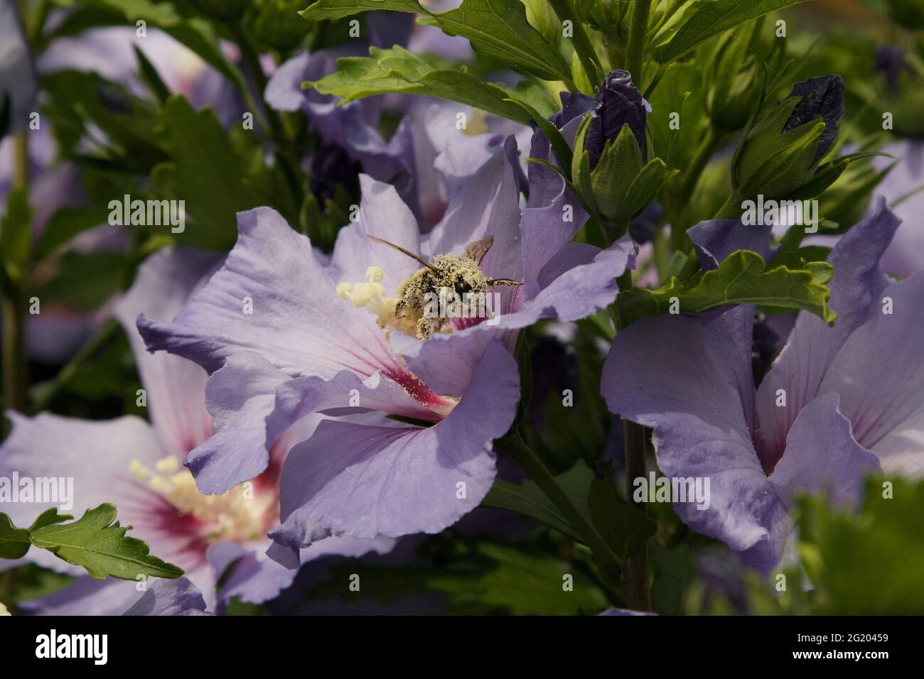 Biene mit Pollen von einer Hibiskusblüte bedeckt Stockfoto