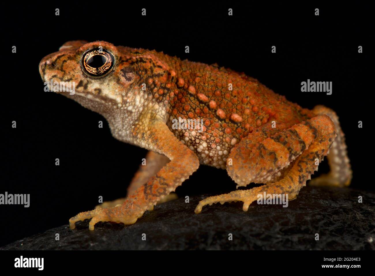 Kleine Zwergkröte (Ingerophrynus parvus) Stockfoto