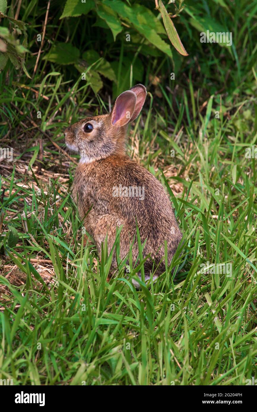 Eastern Cottontail ist das häufigste Kaninchen auf alten Feldern im Nordosten der Vereinigten Staaten Stockfoto