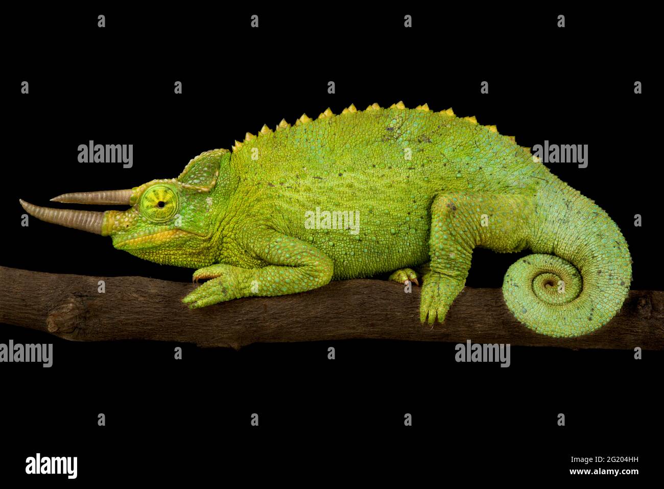 Gelbkastanie Jacksons Chamäleon (Trioceros jacksonii xantholophus) Stockfoto