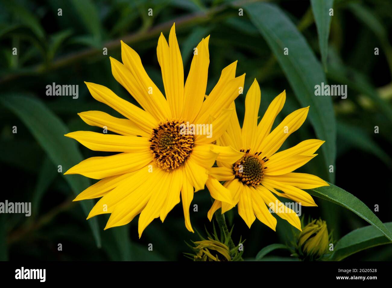 Hohe Sonnenblume kann bis zu 8 Meter hoch wachsen und Pflege in feuchten Wiesen im Osten der Vereinigten Staaten gefunden. Stockfoto