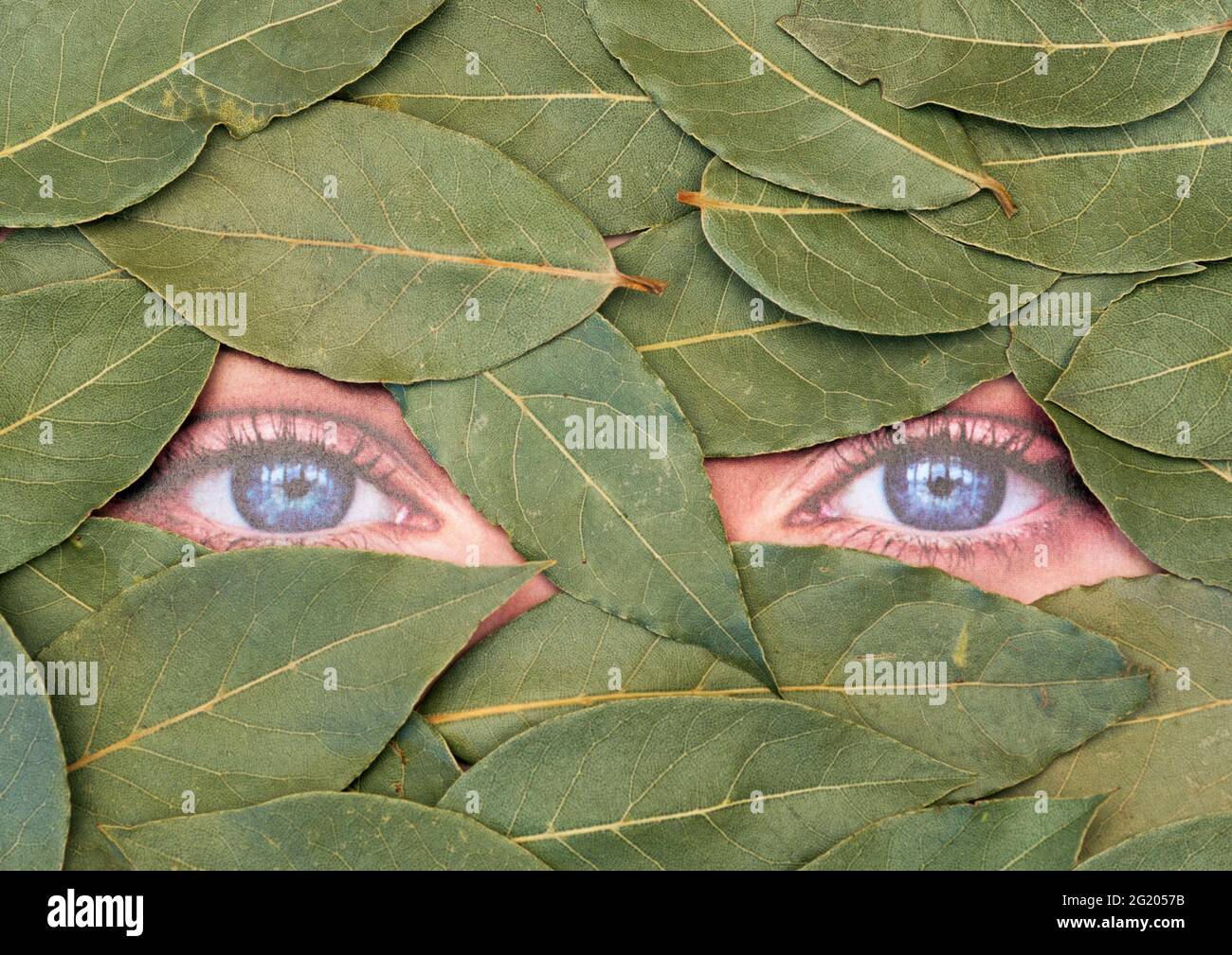 Frau blickt durch Lorbeerblätter Stockfoto