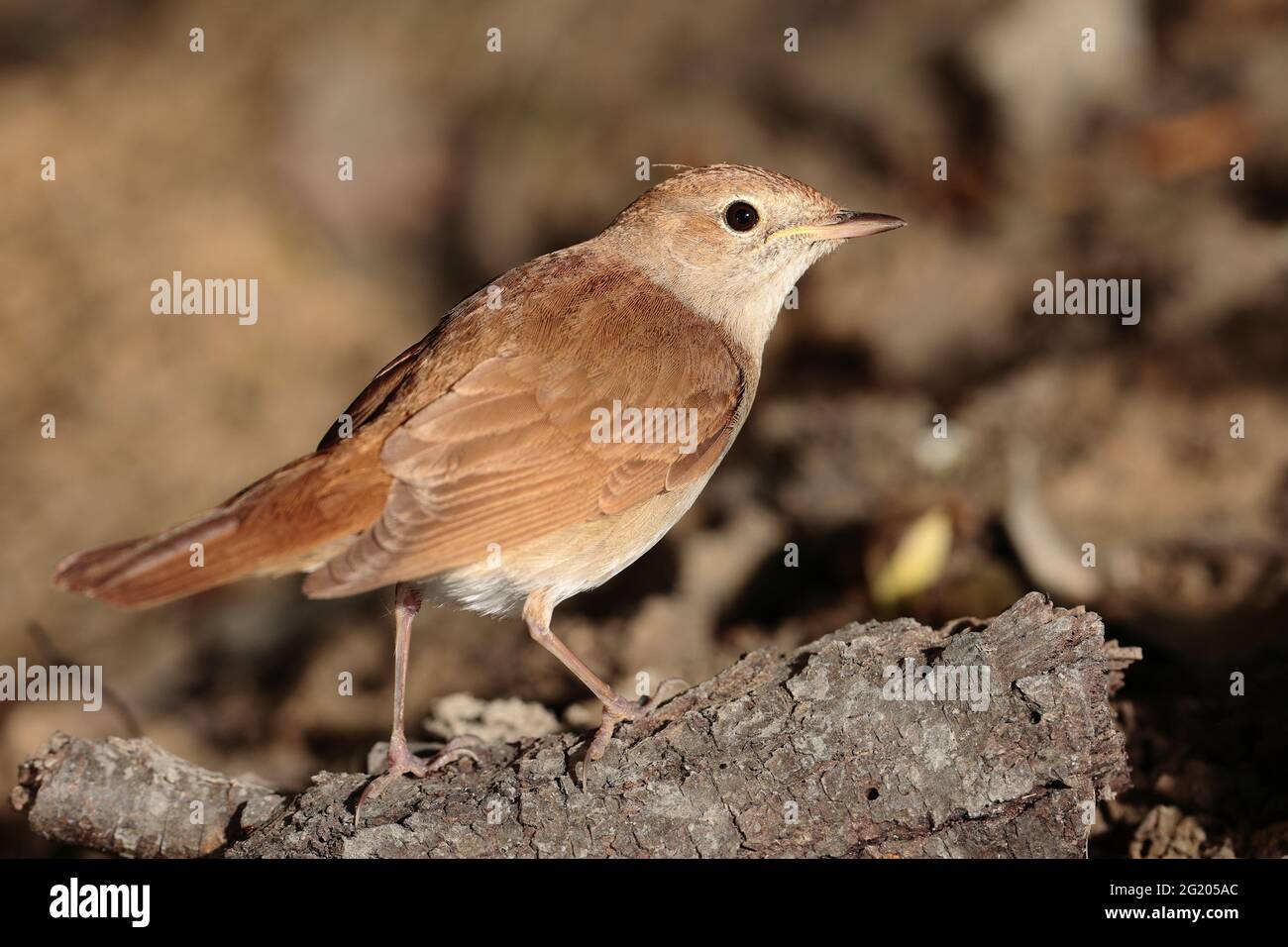 Migrant Common Nachtigall. Malta, Mittelmeer, Stockfoto