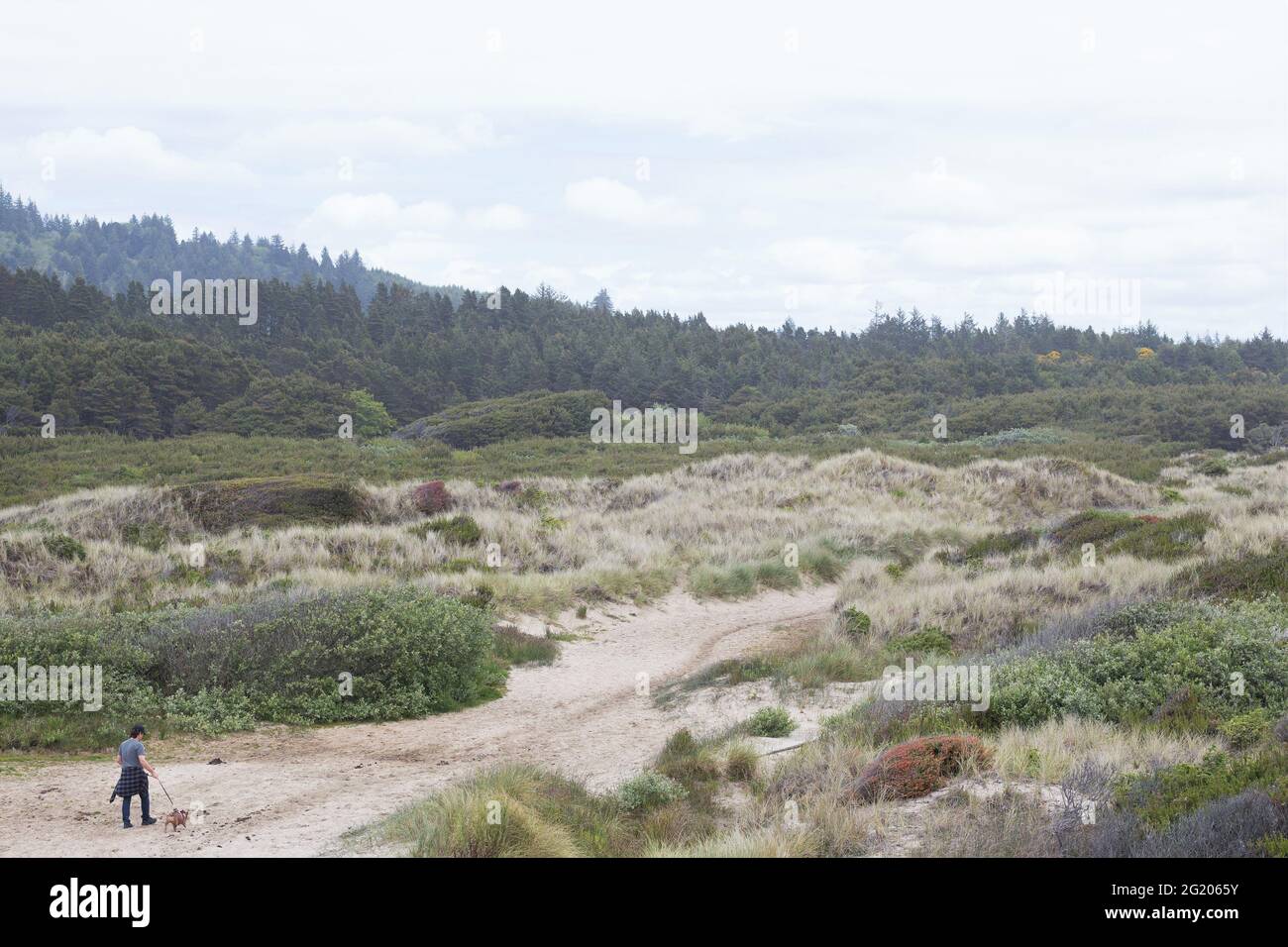 Ein Mann, der eine kleine französische Bulldogge entlang eines Sandweges in der Nähe von Baker Beach in Florence, Oregon, USA, spazierengeht. Stockfoto