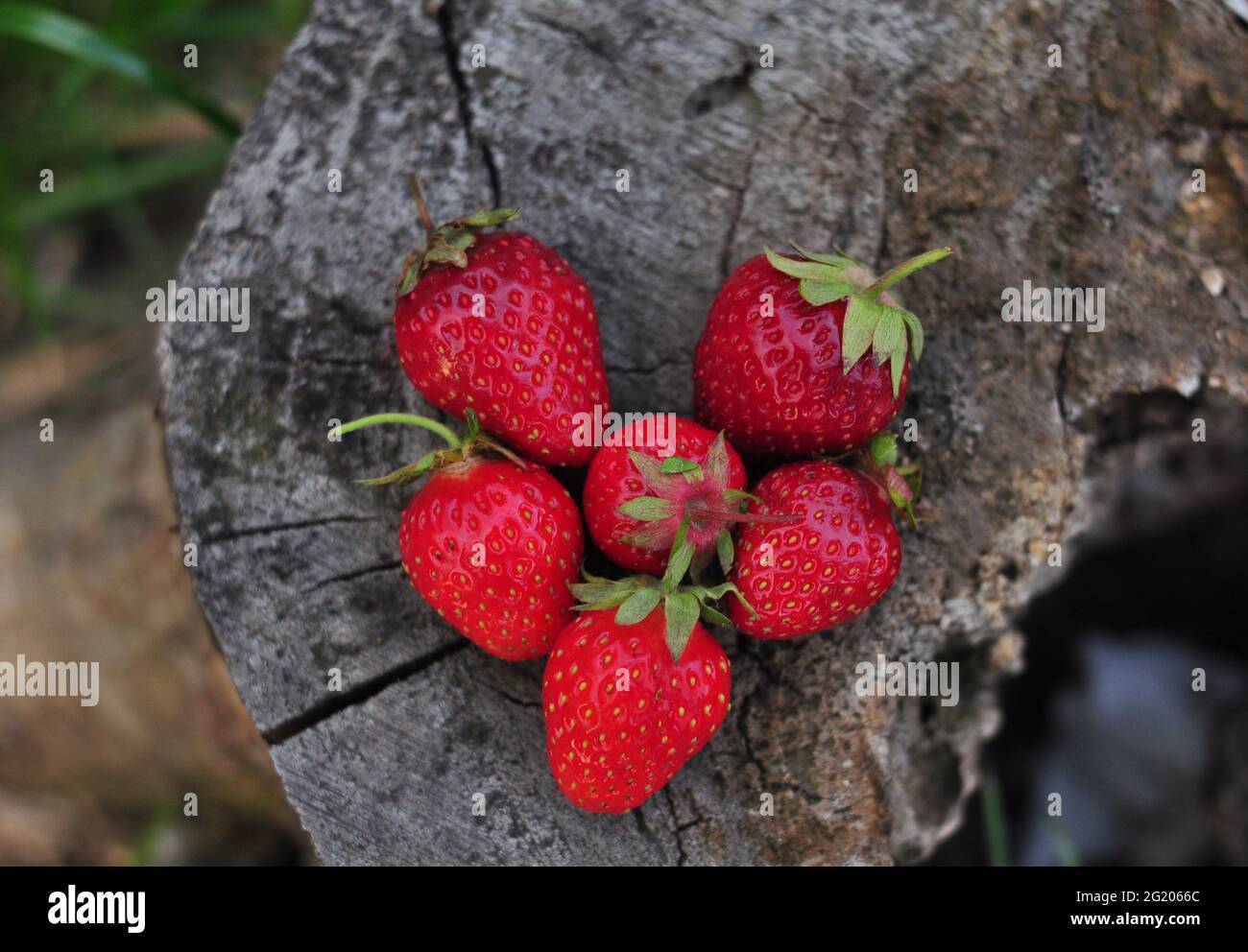 Rote Erdbeere im Holzhintergrund, Liebeskonzept Stockfoto