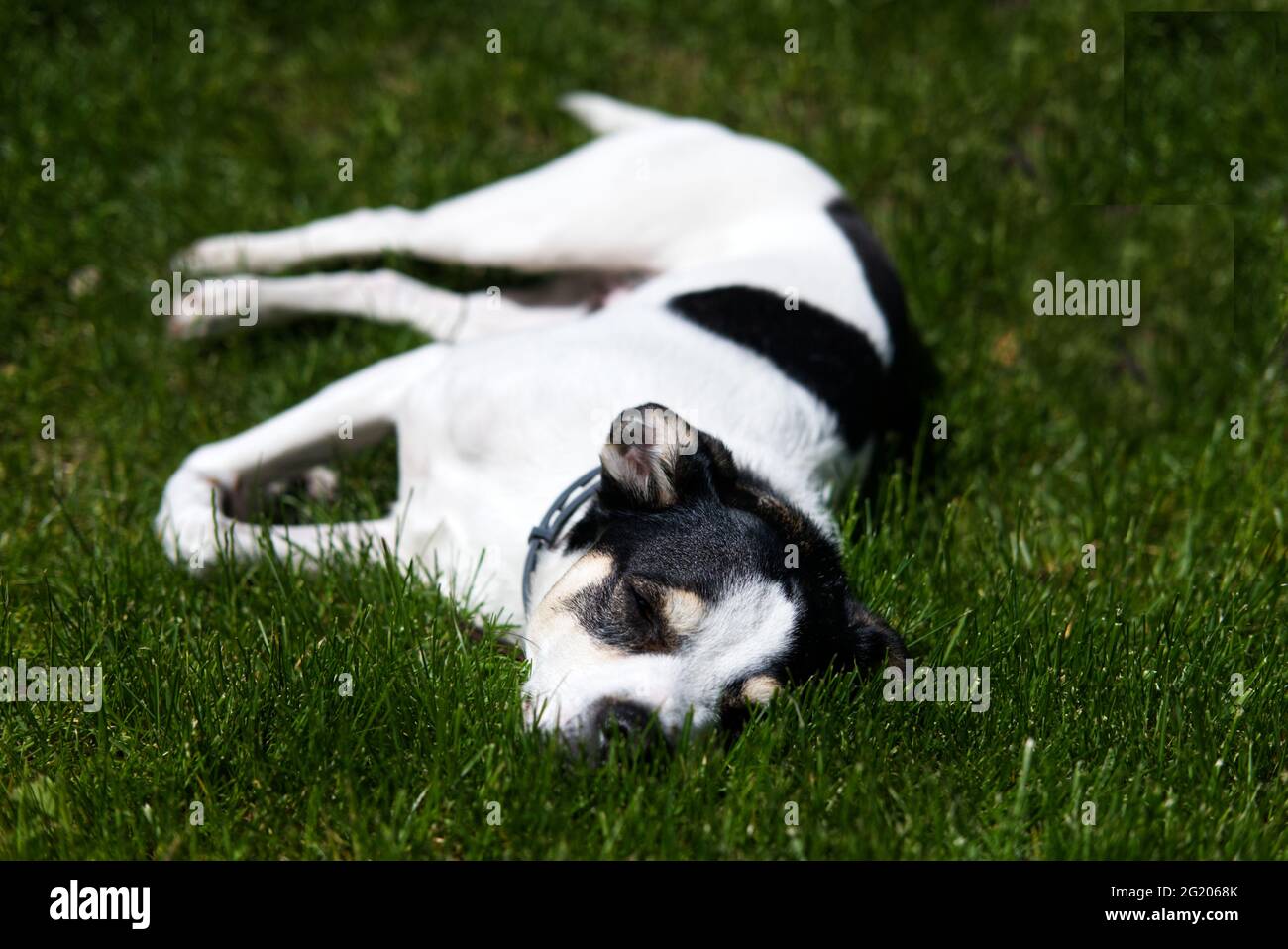 Fauler schwarz-weißer Hund, der im Sommer im Garten im Gras ruht Stockfoto