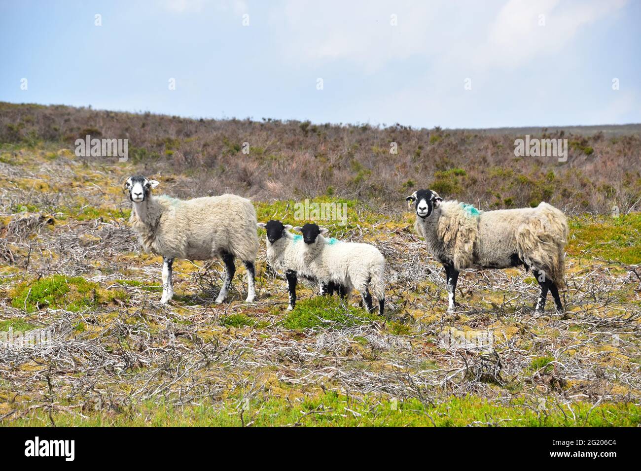 Schaffamilie auf den Mauren, Midgley Moor, Hebden Bridge, Calderdale, West Yorkshire Stockfoto