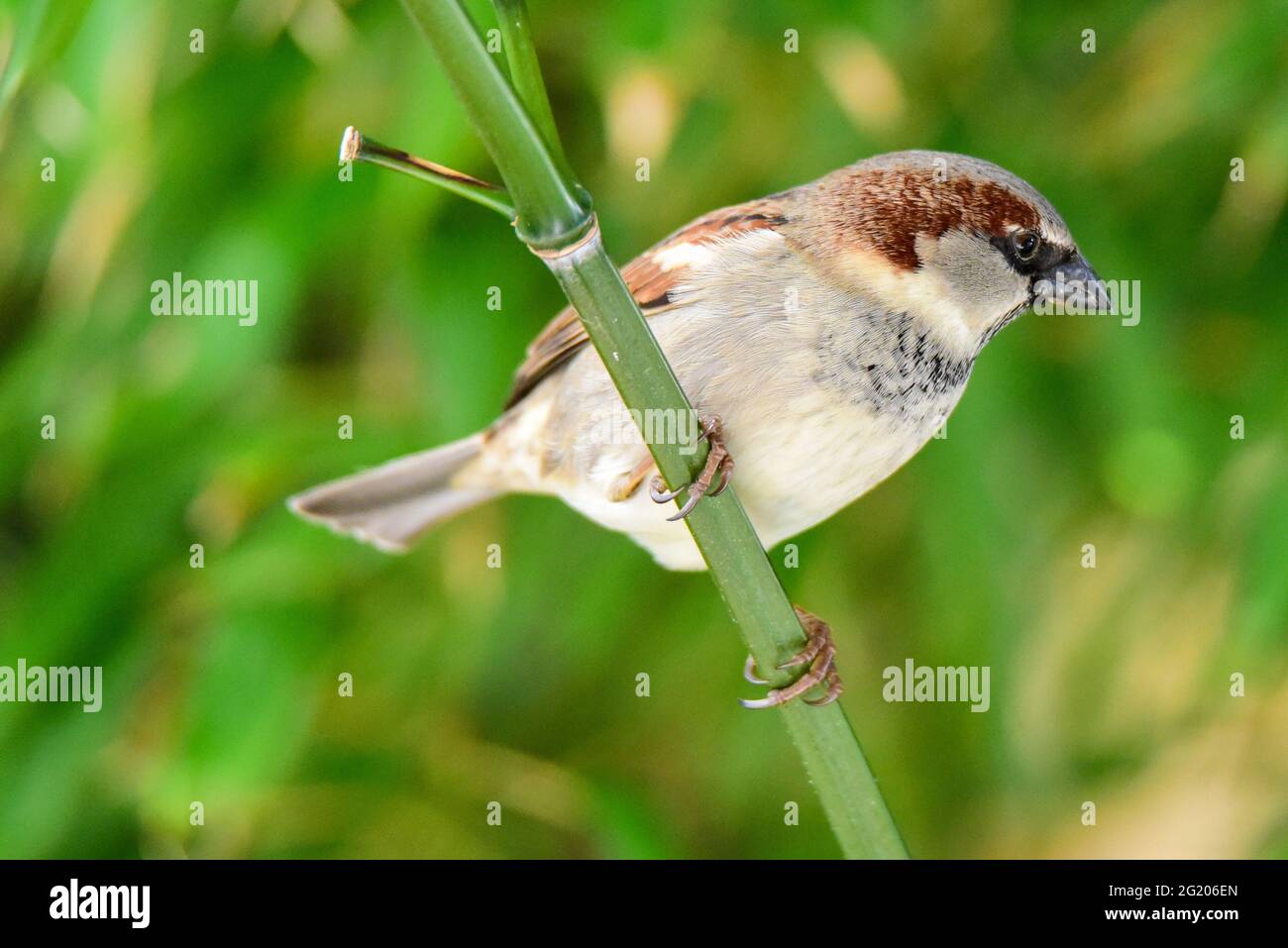 Haussperling auf einem Zweig. Hochwertige Fotos Stockfoto