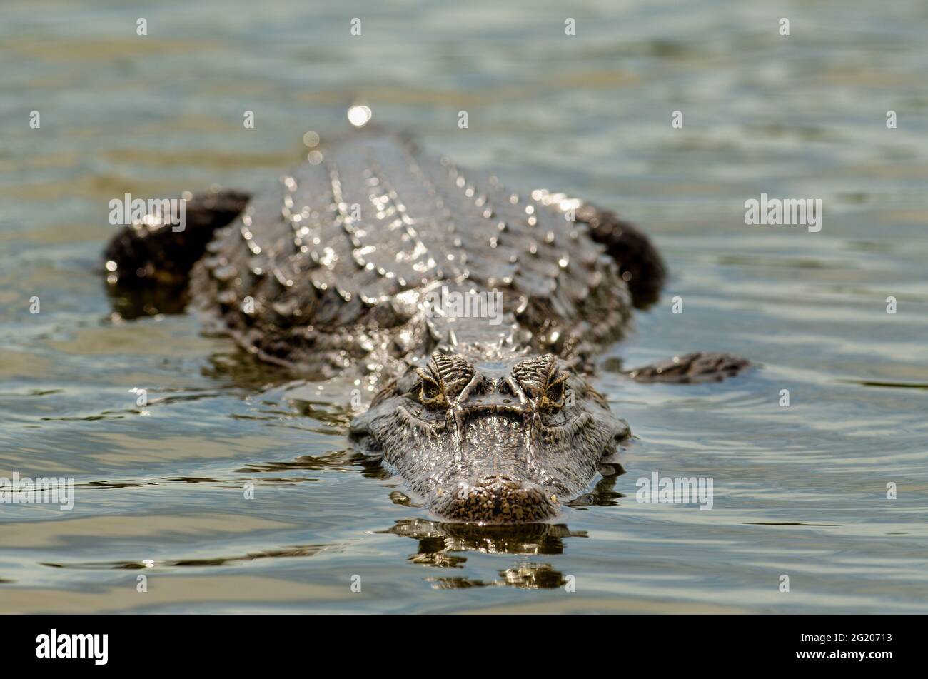 Ein Caiman watet durch das seichte Wasser auf der Suche nach Nahrung. PANTANAL, BRASILIEN: BRUTALE Fotos haben den Moment eines hundertunddreißig- Stockfoto