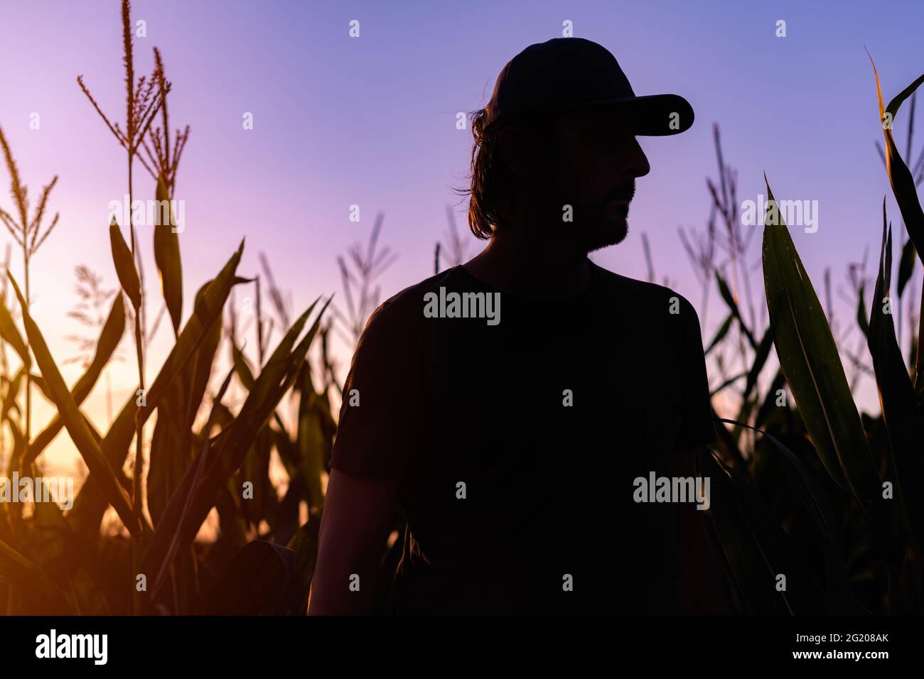 Silhouette eines zufriedenen Bauern, der auf dem Maisfeld steht, Farmarbeiter mit Baseballmütze bei Sonnenuntergang Stockfoto