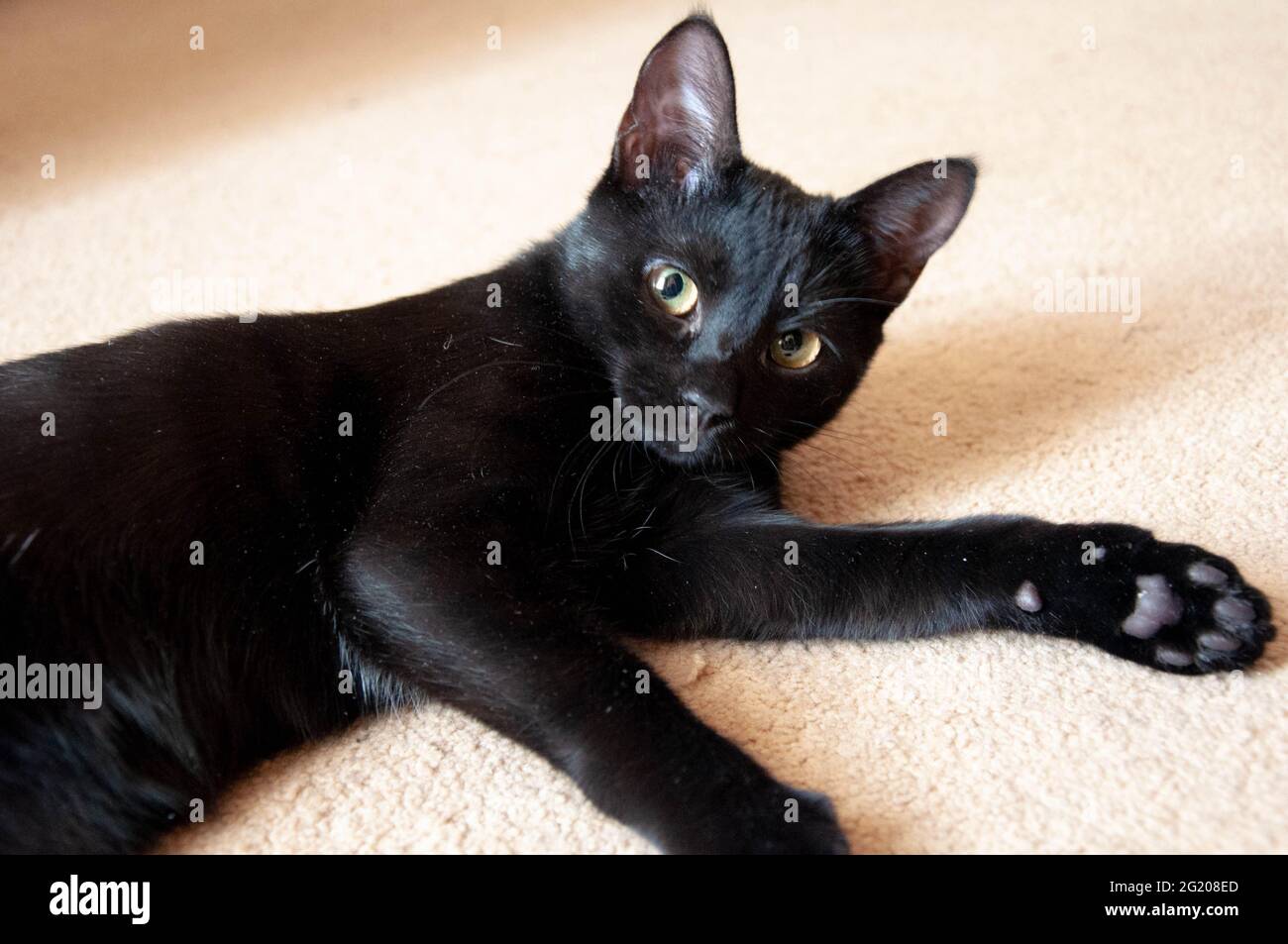 Junge schwarze Katze drinnen Stockfoto