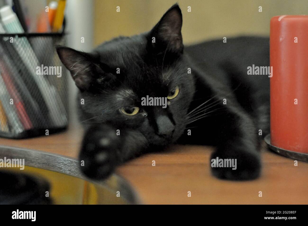 Junge schwarze Katze drinnen Stockfoto