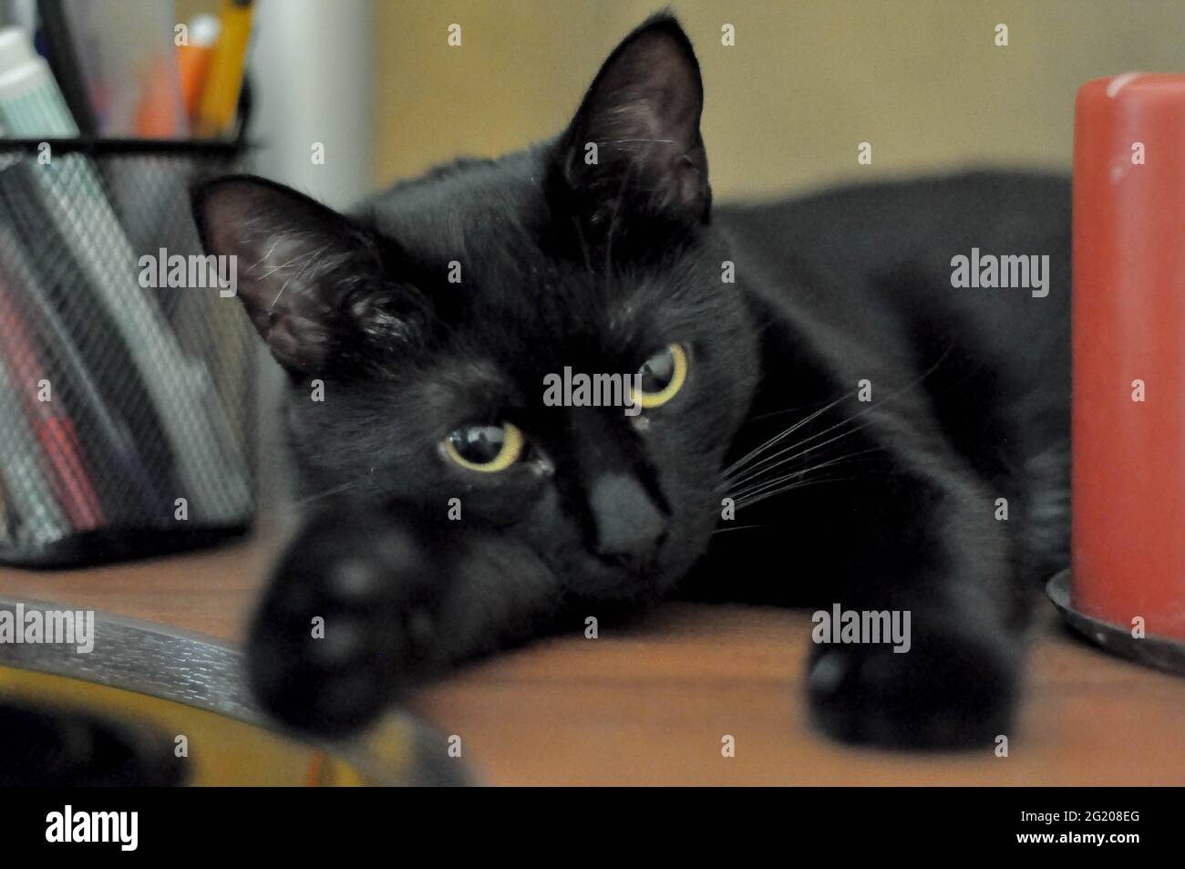 Junge schwarze Katze drinnen Stockfoto