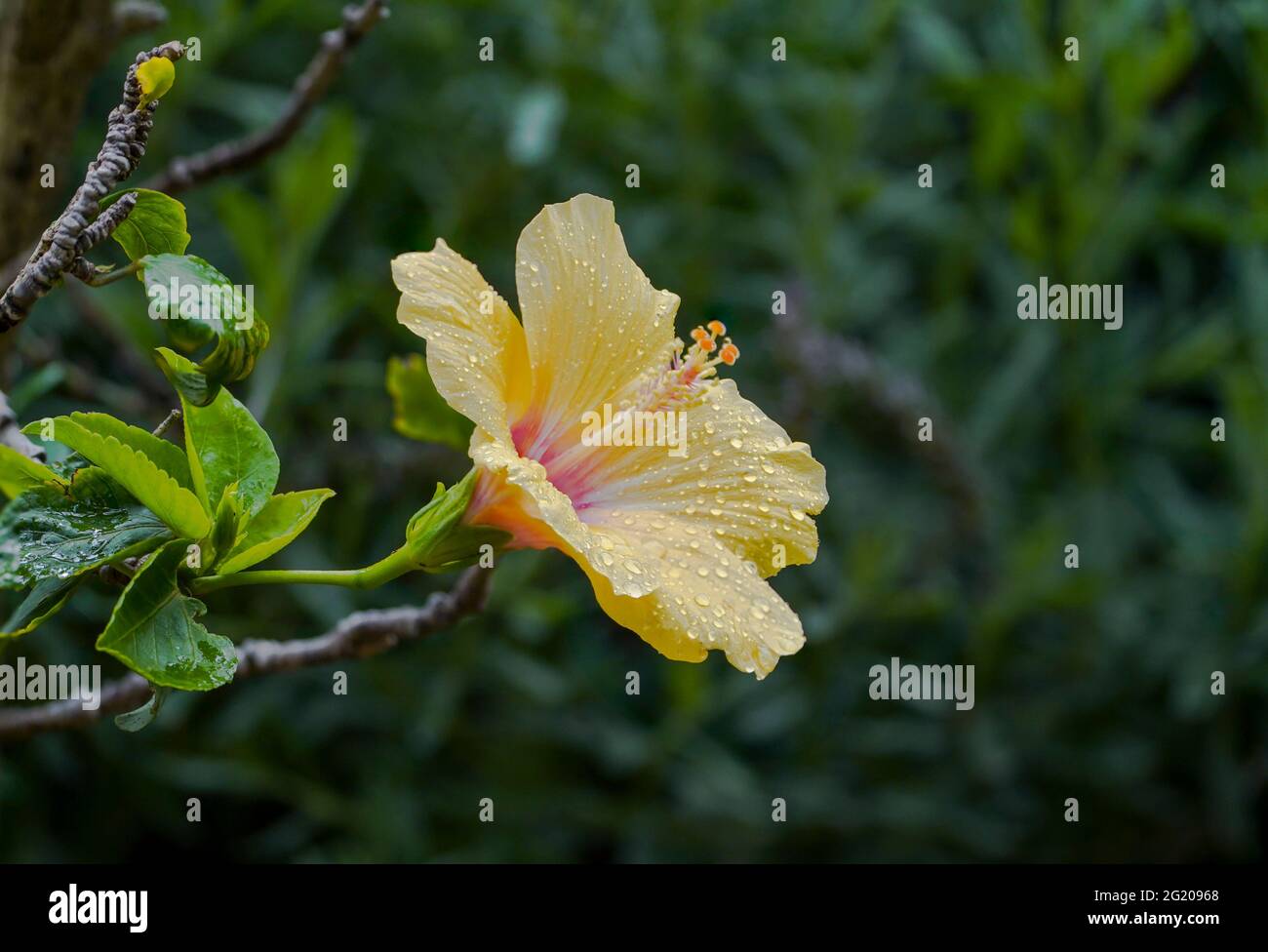 Nahaufnahme einer Rosenmalbe, eines Hibiscus Rosa Sinensis. Stockfoto