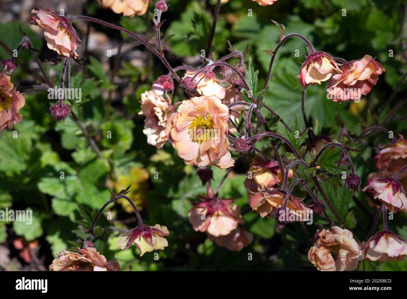 Geum Mai Tai Stockfoto