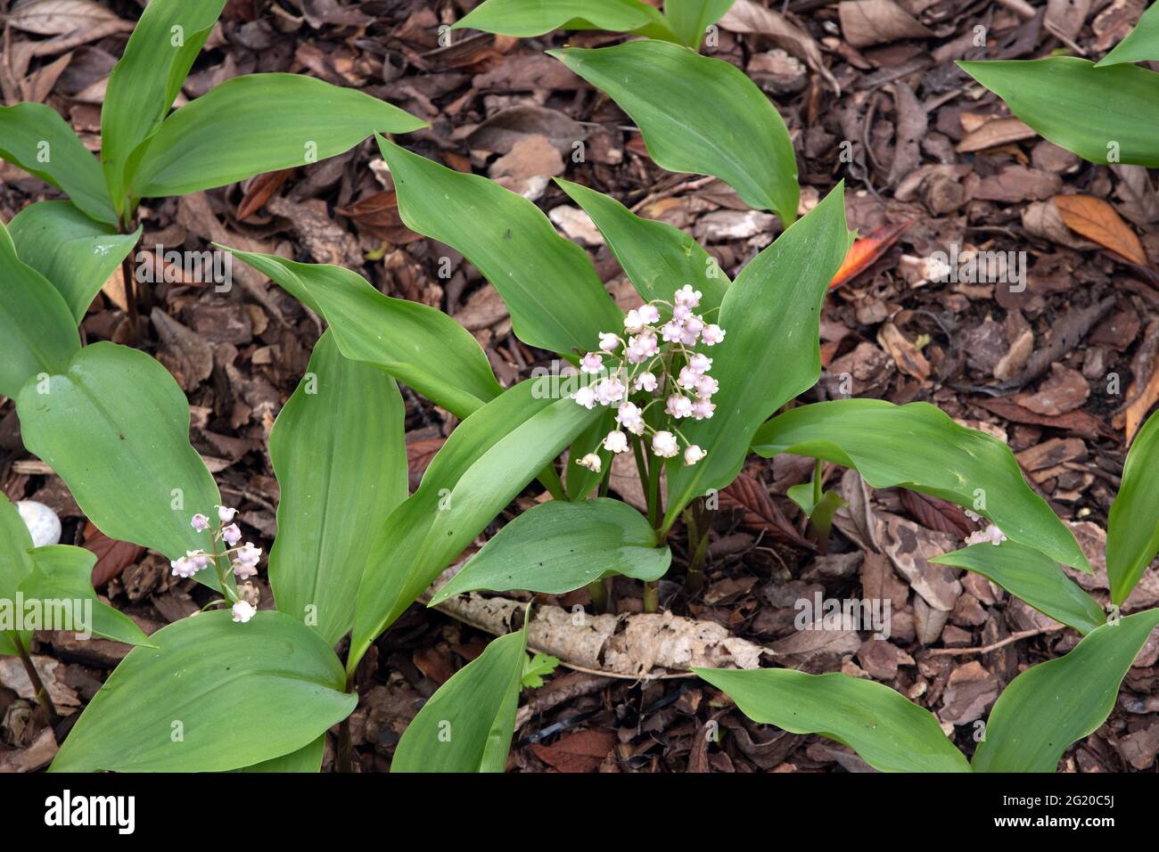 Convallariaarten Majalis var. rosea Stockfoto