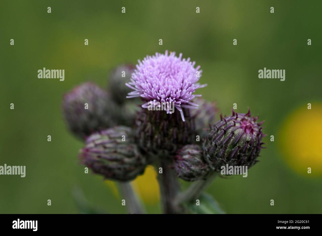 thistle Cardoon Blume Nahaufnahme Makro auf grün isoliert Stockfoto