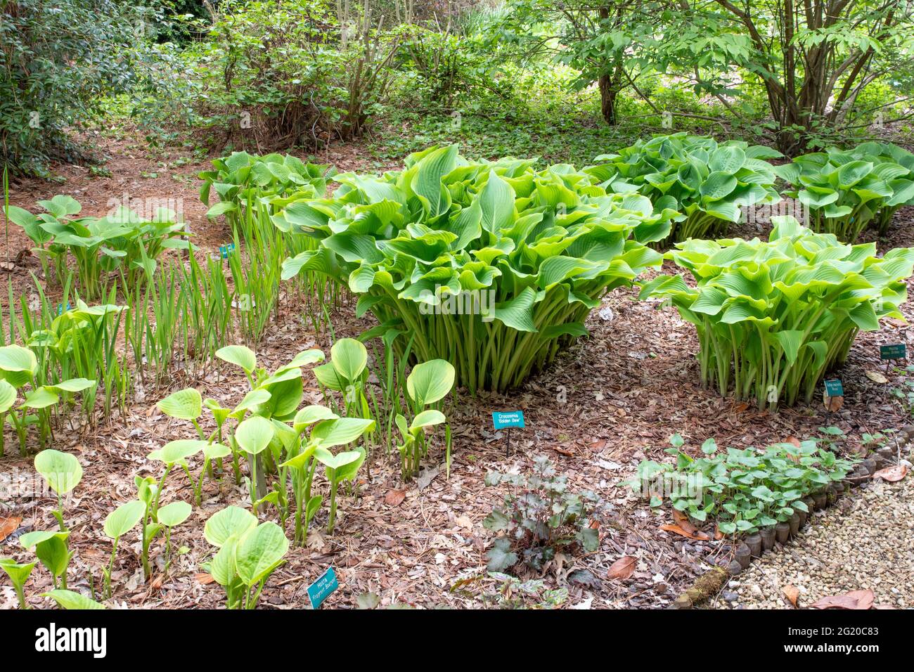 Hostas im Breezy Knees Gardens Stockfoto