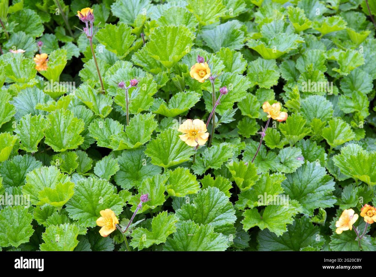 Geum „Karlskaer“ Stockfoto