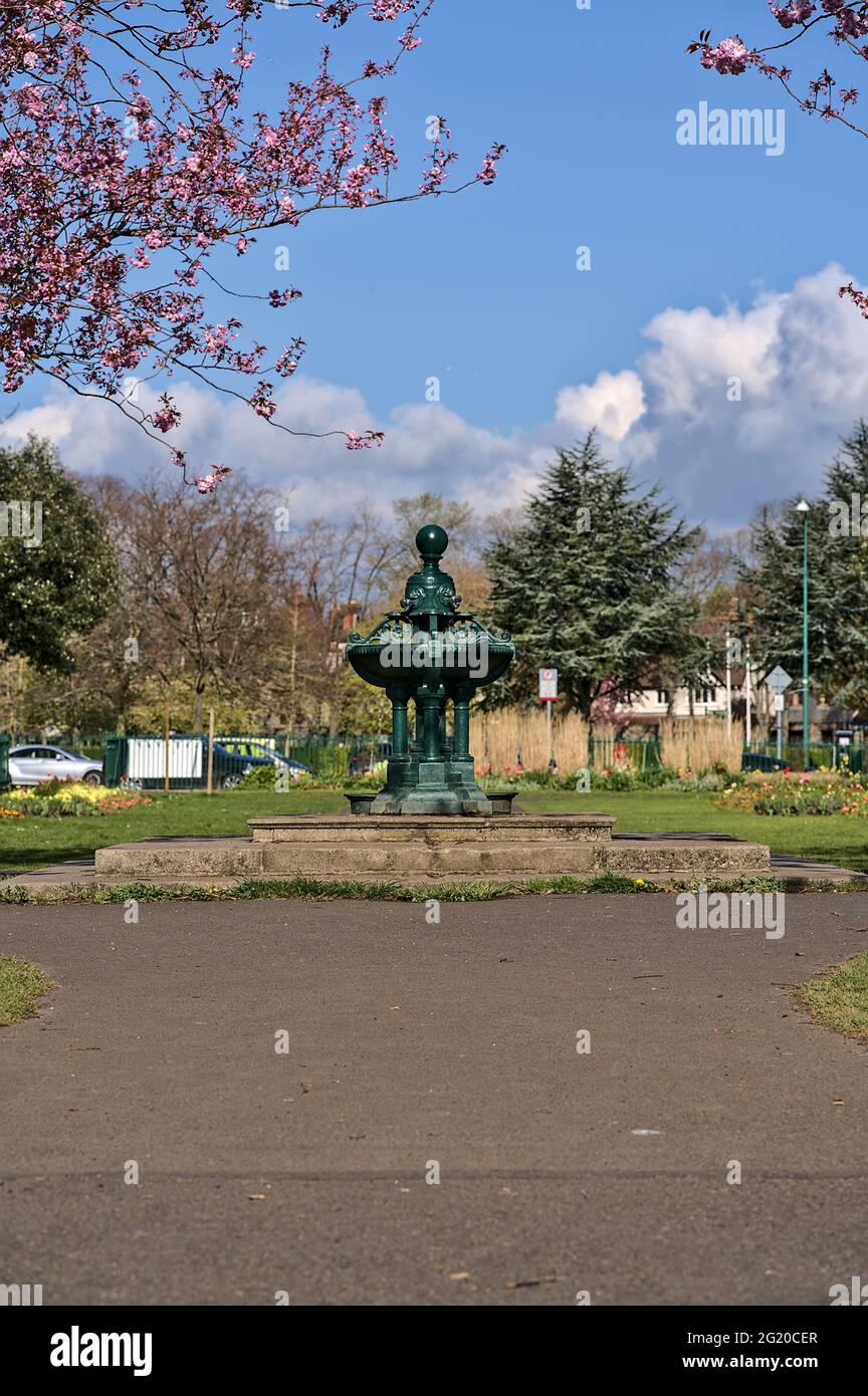 Vertikale Morgenansicht dunkelgrüner alter Wasserbrunnen gegen frühlingshafte rosa Kirsche (Prunus Shogetsu Oku Miyako) blühender Baum, Herbert Park Stockfoto