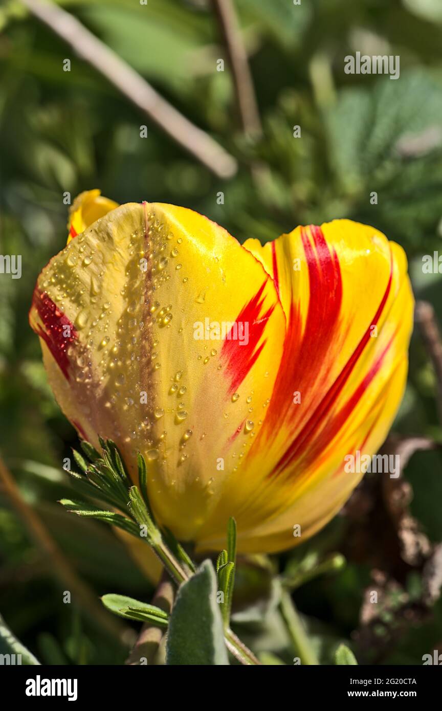 Wunderschöne Nahaufnahme von gelben und roten, superhydrophoben Frühlingsgarten-Tulpenblüten mit Wassertropfen des Morgentaus, Herbert Park, Dublin, Irland. Stockfoto