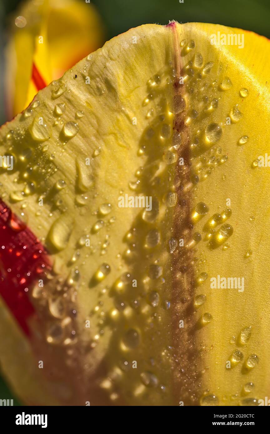 Wunderschöne Nahaufnahme von gelben und roten, superhydrophoben Frühlingsgarten-Tulpenblüten mit Wassertropfen des Morgentaus, Herbert Park, Dublin, Irland. Stockfoto