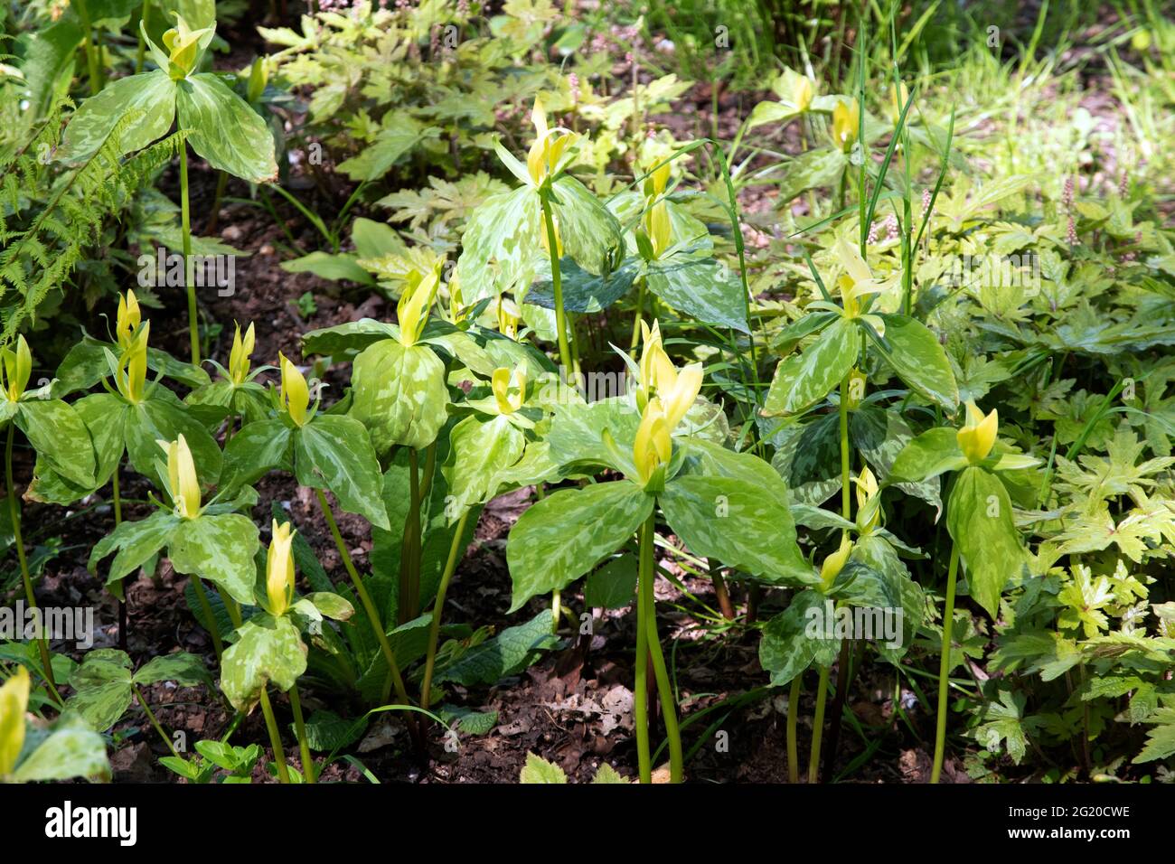 Trillium luteum, gelbes Holz trillium Stockfoto