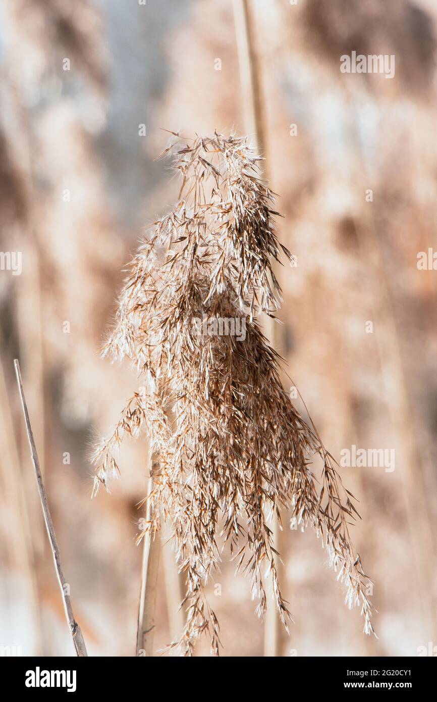 Trockenes Schilf aus nächster Nähe. Pampas Gras auf einem hellen Hintergrund. Trendige weiche flauschige Pflanze. Samen in neutralen Tönen. Stockfoto