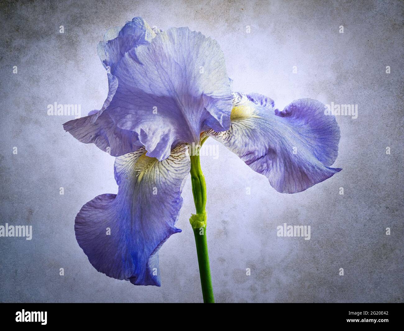 Ein bärtiger Irisblumenkopf - Iris Pallida - mit Texturen, die in der Verarbeitung überlagert sind Stockfoto