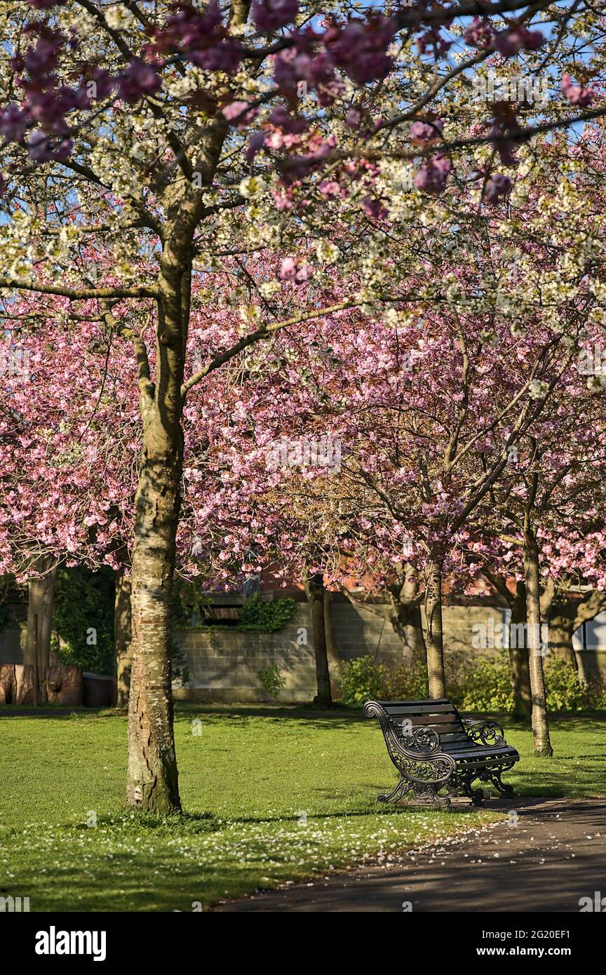 Wunderschöne Frühlingsansicht der blühenden rosa Kirsche (Prunus Shogetsu Oku Miyako) Bäume leere Gasse und Wanderweg während COVID-19 Lockdown, Herbert Park Stockfoto