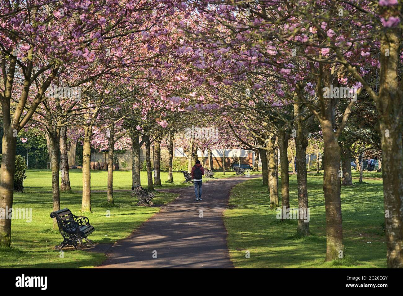 Frühlingsansicht der blühenden rosa Kirsche (Prunus Shogetsu Oku Miyako) Bäume fast leere Gasse und Wanderweg während COVID-19 Sperre, Herbert Park Stockfoto