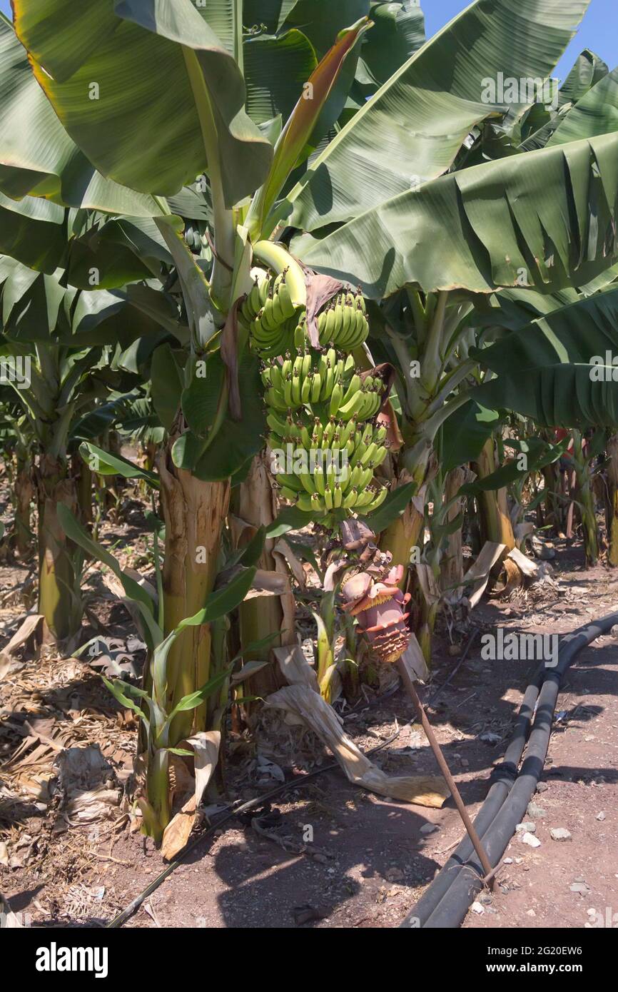 Bananenbaum mit einem Haufen wachsender Bananen. Zypern. Stockfoto
