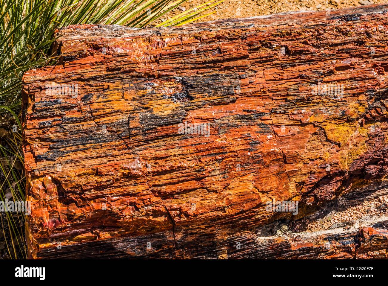 Red Blue Orange Petrified Wood Log Vistor Center Petrified Forest National Park Arizona Stockfoto