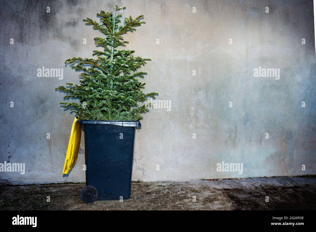 Weihnachtsbaum in den Papierkorb auf einer Straße geworfen Stockfoto