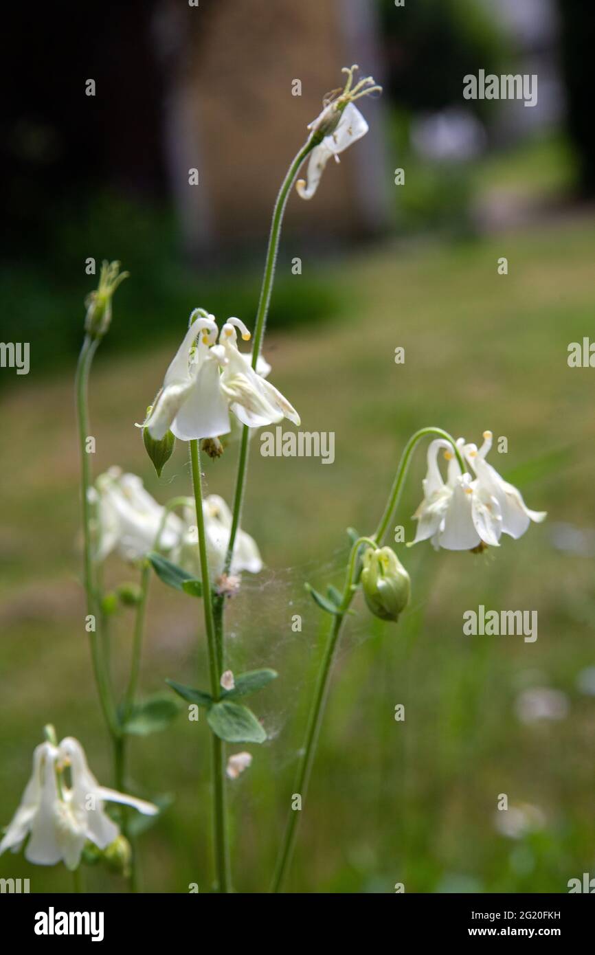 Weiße Akelei Blumen im Garten Stockfoto