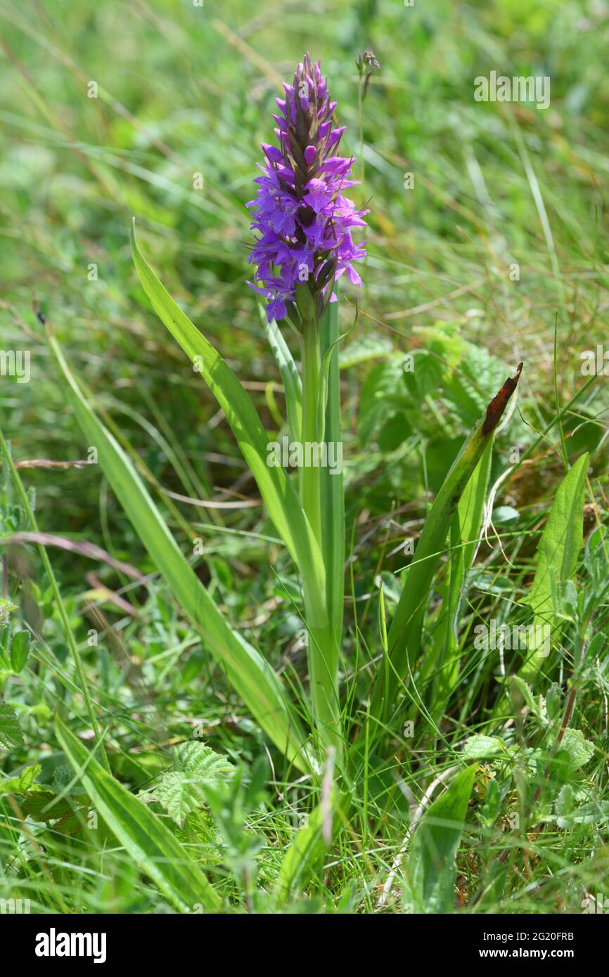 Knabenkraut Stockfoto