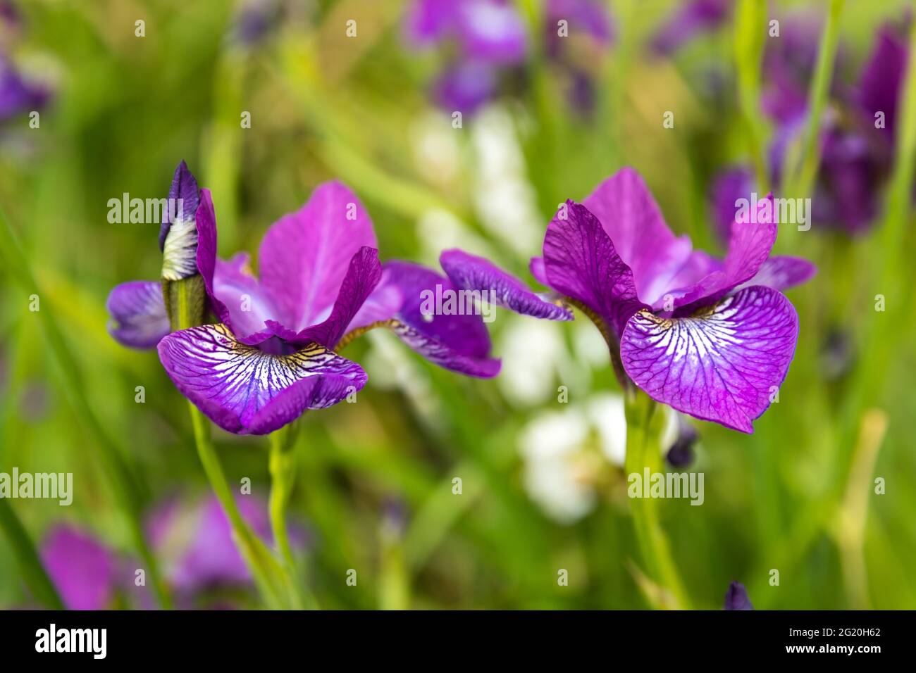 Nahaufnahme der Iris Stockfoto