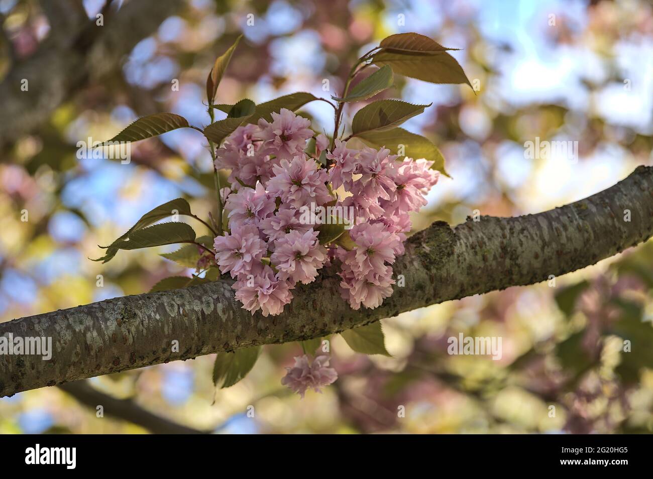 Schöne Nahaufnahme der zarten Frühlingskirsche (Prunus Shogetsu Oku Miyako) blüht am blauen Himmel, Herbert Park, Dublin, Irland. Stockfoto