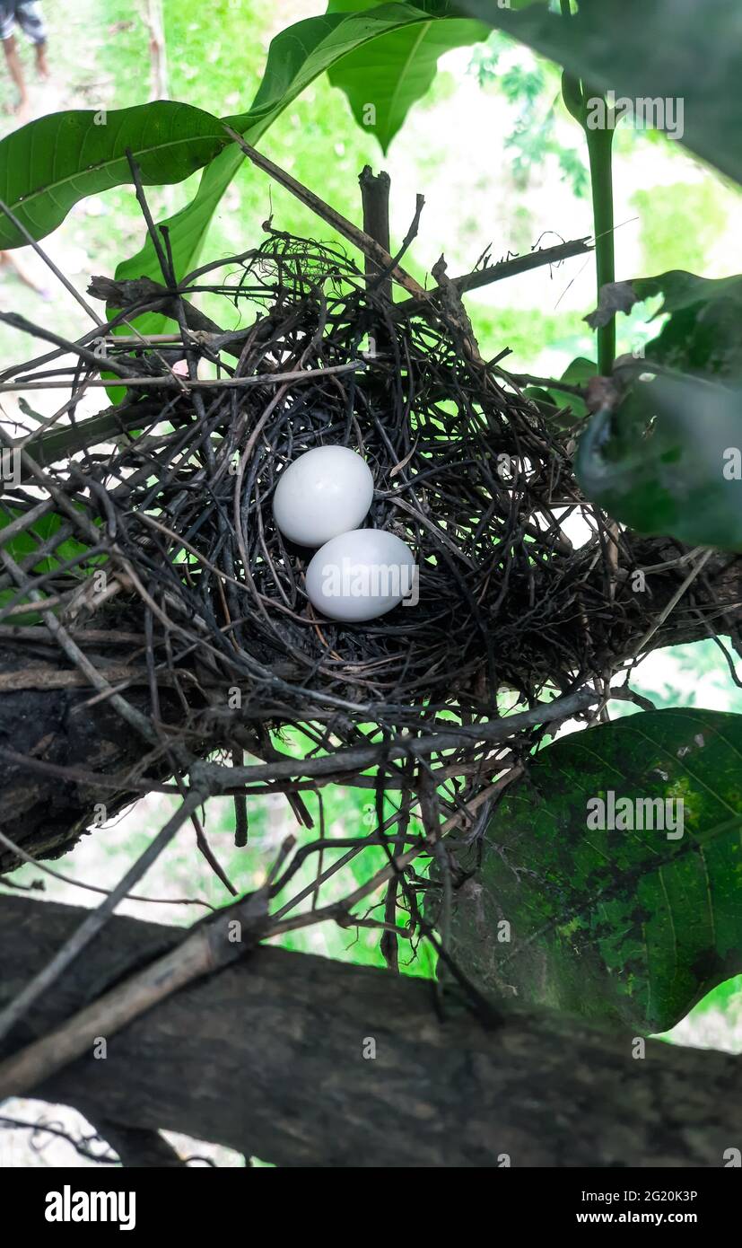 Zwei Eier befinden sich im Vogelnest, und das Nest befindet sich auf den grünen Blättern im Park. Zwei Eier befinden sich morgens im Vogelnest im Park. Stockfoto